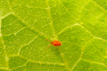 mite inhabiting on the leaves of wild plants