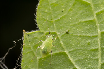 The stinkbug family insects inhabit wild plants