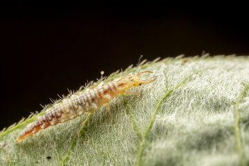 lacewing larvae inhabiting on the leaves of wild plants