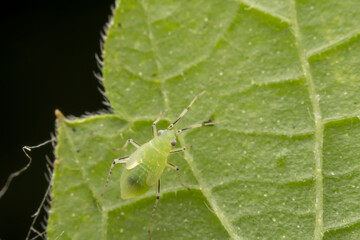 The stinkbug family insects inhabit wild plants
