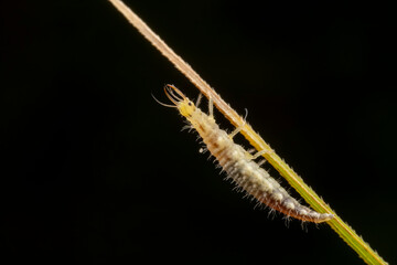 lacewing larvae inhabiting on the leaves of wild plants