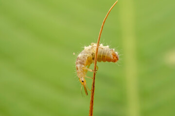 lacewing larvae inhabiting on the leaves of wild plants