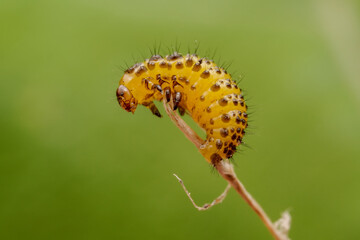 Leaf beetle larvae inhabiting on the leaves of wild plants