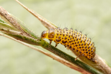 Leaf beetle larvae inhabiting on the leaves of wild plants