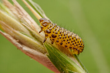 Leaf beetle larvae inhabiting on the leaves of wild plants