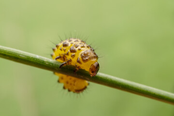 Leaf beetle larvae inhabiting on the leaves of wild plants