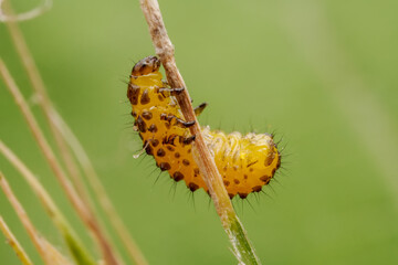 Leaf beetle larvae inhabiting on the leaves of wild plants