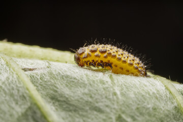 Leaf beetle larvae inhabiting on the leaves of wild plants