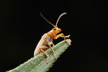 leaf beetle inhabiting on the leaves of wild plants