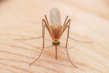Mosquitoes suck blood on human skin