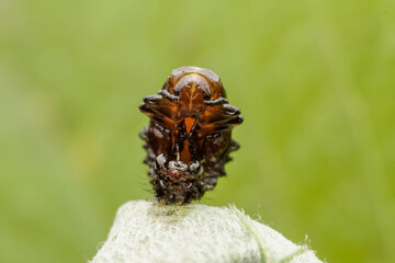 Ladybug pupae on wild plant leaves
