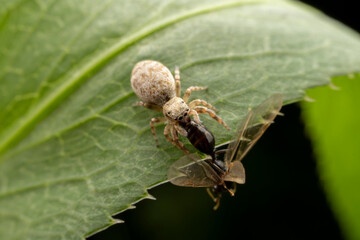 Jumping spiders prey on breed ants