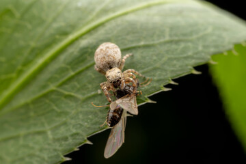 Jumping spiders prey on breed ants