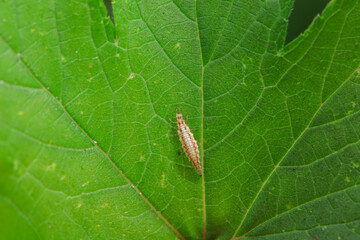 lacewing larvae inhabiting on the leaves of wild plants