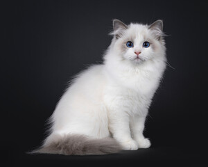 Cute little blue bicolour Ragdoll cat kitten, sitting up side ways. Looking towards camera with deep blue eyes. Isolated on a black background.