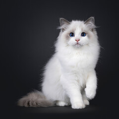 Cute little blue bicolour Ragdoll cat kitten, sitting up facing front with one paw up. Looking towards camera with deep blue eyes. Isolated on a black background.
