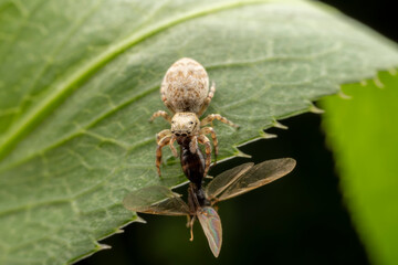 Jumping spiders prey on breed ants