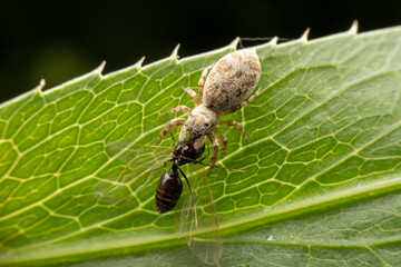 Jumping spiders prey on breed ants