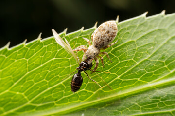 Jumping spiders prey on breed ants