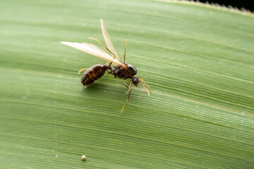 breeding ant inhabiting on the leaves of wild plants
