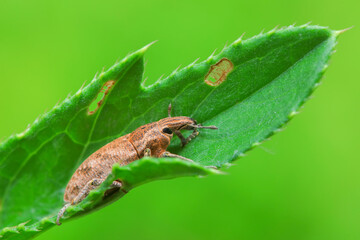 weevil inhabiting on the leaves of wild plants