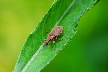 weevil inhabiting on the leaves of wild plants