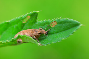 weevil inhabiting on the leaves of wild plants