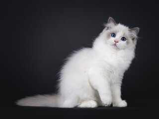 Cute little blue bicolour Ragdoll cat kitten, sitting up side ways  with one paw up. Looking...