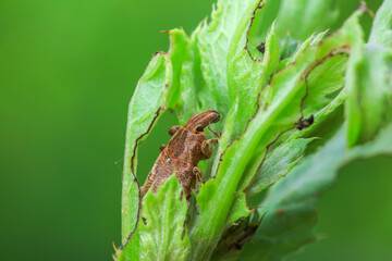 weevil inhabiting on the leaves of wild plants
