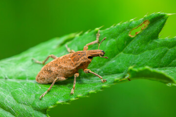 weevil inhabiting on the leaves of wild plants