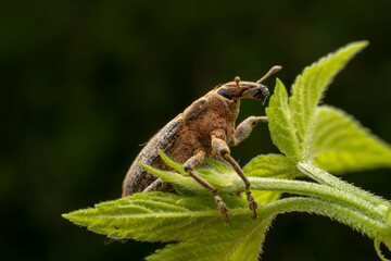 weevil inhabiting on the leaves of wild plants
