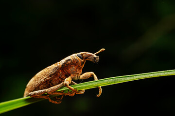 weevil inhabiting on the leaves of wild plants