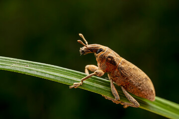 weevil inhabiting on the leaves of wild plants