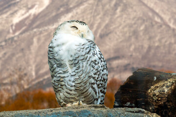 Fototapeta premium Winter sleep serene white owl standing and Resting in a Snowy mountain landscape background
