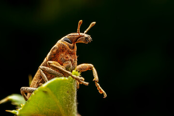 weevil inhabiting on the leaves of wild plants
