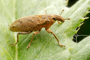 weevil inhabiting on the leaves of wild plants