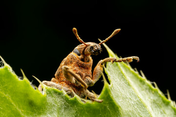 weevil inhabiting on the leaves of wild plants