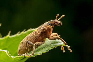 weevil inhabiting on the leaves of wild plants
