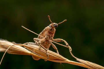 weevil inhabiting on the leaves of wild plants