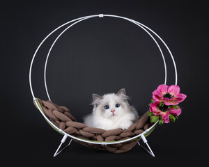 Cute little blue bicolour Ragdoll cat kitten, laying in metal round basket with fake pink flower....