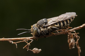 anthophorids inhabiting on the leaves of wild plants