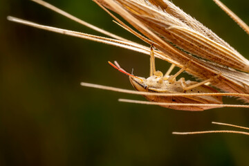 stinkbug inhabiting on the leaves of wild plants