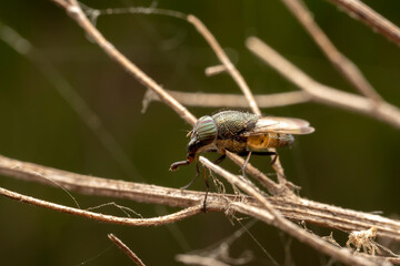 Flies inhabit wild plants in North China