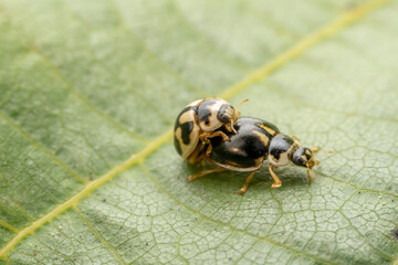 Propylaea japonica Mating on the leaves of wild plants