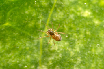 spider inhabiting on the leaves of wild plants