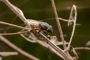 Flies inhabit wild plants in North China