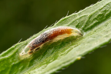 Fly larvae inhabit the leaves of wild plants