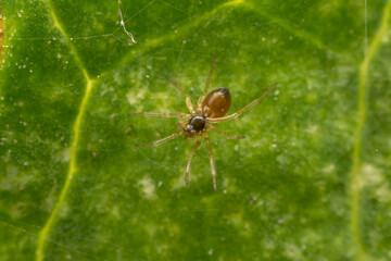 spider inhabiting on the leaves of wild plants