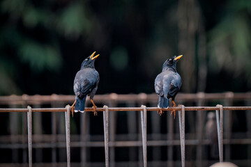 Java Myna perching on the wire
