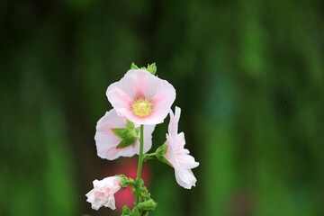 Beautiful hollyhock flowers in the park